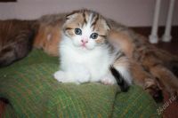 Лот: 2390896. Фото: 3. шотландскийвислоухий котенок. Растения и животные