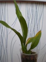 Лот: 1137580. Фото: 2. Орхидея Brassia Rex Sakata. Комнатные растения и уход