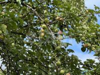 Лот: 25294832. Фото: 6. 2-комн. дача , садоводческое некоммерческое...