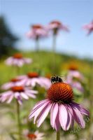 Лот: 1194124. Фото: 2. Nikon 35-70mm f/2.8D AF Zoom-Nikkor... Фото, видеокамеры, оптика