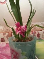 Лот: 5736104. Фото: 2. Орхидея Камбрия. Комнатные растения и уход