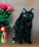 Лот: 9557417. Фото: 2. Кошка Флори ищет дом. Животные и уход