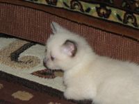Лот: 2277234. Фото: 2. Тайские котята. Животные и уход