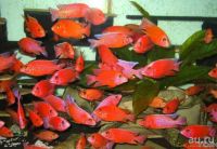 Лот: 8007619. Фото: 4. Маlawi- Аulonocara Fir Fish Red... Красноярск