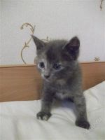 Лот: 2222795. Фото: 2. котятки)))). Животные и уход