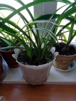 Лот: 19985330. Фото: 4. Цветы домашние. Красноярск