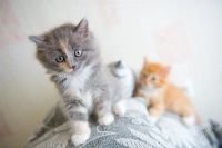 Лот: 1831997. Фото: 3. Отдам котенков! Котята!. Растения и животные