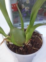 Лот: 7835293. Фото: 4. Орхидея Камбрия тигровая. Красноярск