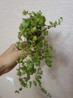 Лот: 11609834. Фото: 2. Крассула pellucida marginalis... Комнатные растения и уход