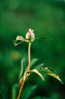 Лот: 17819414. Фото: 6. Canon 50mm 1.8 stm