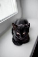 Лот: 7785752. Фото: 2. Котенок. Животные и уход