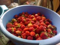 Лот: 3754717. Фото: 3. Продаю дачный участок СНТ " Кордон... Недвижимость