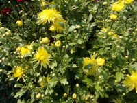 Лот: 11972452. Фото: 2. Хризантема жёлтая 2. Семена, рассада, садовые растения