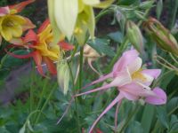 Лот: 4224432. Фото: 2. Аквилегия "мистер Скотт Эллиот... Семена, рассада, садовые растения