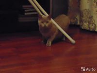 Лот: 9062819. Фото: 3. Шотландская прямоухая. Растения и животные