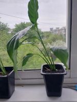 Лот: 25391300. Фото: 3. Детки спатифиллума. Растения и животные