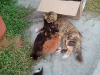 Лот: 12243506. Фото: 4. Котенок, Котёнок, Котята, Кошка... Красноярск