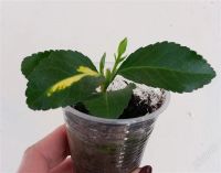 Лот: 2630675. Фото: 2. Бересклет1. Комнатные растения и уход