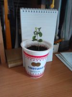 Лот: 15891623. Фото: 6. Муррайя цветет