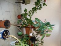Лот: 4865553. Фото: 2. Фикус. Комнатные растения и уход
