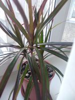 Лот: 16764814. Фото: 2. Драцена комнатное растение. Комнатные растения и уход