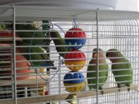 Лот: 1186116. Фото: 3. попугаи "Неразлучники". Растения и животные