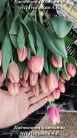 Лот: 15111925. Фото: 7. Тюльпаны оптом Братск сорт Cape...