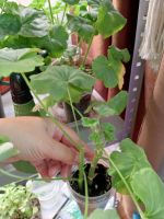 Лот: 23274931. Фото: 3. Пеларгония сортовая. Растения и животные