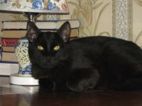 Лот: 7900880. Фото: 2. Брутальный крупный черный кот... Животные и уход