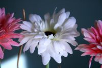 Лот: 4590681. Фото: 2. Цветочная композиция из герберы. Домашний быт