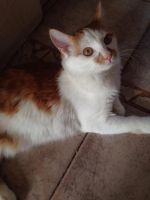 Лот: 11147956. Фото: 2. Котик Красавец. Животные и уход