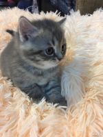 Лот: 8686186. Фото: 2. Шотландские котята. Животные и уход