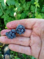 Лот: 19442518. Фото: 2. ежемалина N 11. Семена, рассада, садовые растения