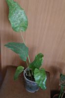 Лот: 3738421. Фото: 2. Калатея Network. Требуется пересадка. Комнатные растения и уход