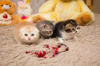 Лот: 4484825. Фото: 2. Продаётся Тигра Шотландец С документами... Животные и уход