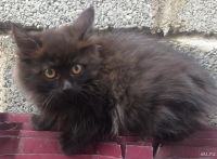 Лот: 8676202. Фото: 2. Котёнок в частный дом. Животные и уход