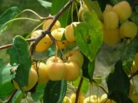 Лот: 8077053. Фото: 2. ранетка уралочка. Продукты