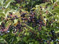 Лот: 11569473. Фото: 2. Черёмуха обыкновенная (Prunus... Семена, рассада, садовые растения