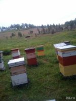 Лот: 8060469. Фото: 7. мёд урожая 2019 года, разнотравье...