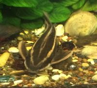 Лот: 5584386. Фото: 7. Сомик