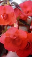 Лот: 10603973. Фото: 2. Махровый ахименес Mary Poppinse... Комнатные растения и уход