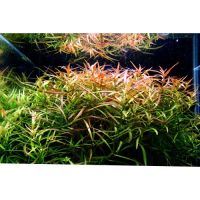 Лот: 11069667. Фото: 2. Людвигия Бривипес Ludwigia brevipes... Аквариумистика