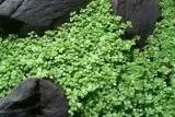 Лот: 21984430. Фото: 2. ✅Меристемное растение Hemianthus... Аквариумистика