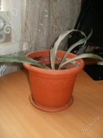 Лот: 998002. Фото: 2. весь. Комнатные растения и уход