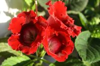 Лот: 4198581. Фото: 2. Глоксиния красная (всё растение... Комнатные растения и уход