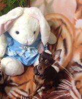 Лот: 5370368. Фото: 2. Щенок Той-терьера, мальчик. Животные и уход