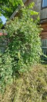 Лот: 25290744. Фото: 7. 2-комн. дача , садоводческое некоммерческое...