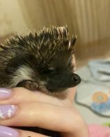 Лот: 20755956. Фото: 6. Животные