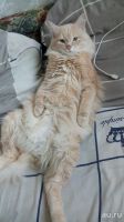 Лот: 10693521. Фото: 5. Отдам кота