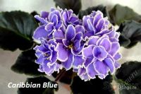 Лот: 6564739. Фото: 2. Фиалка сортовая - Caribbian Blue... Комнатные растения и уход